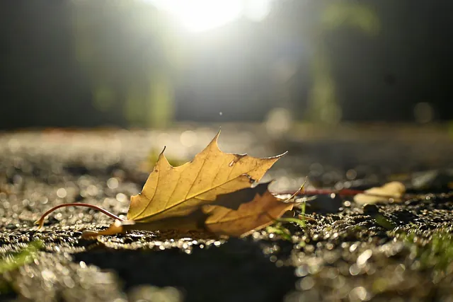 Gefallenes goldenes Blatt auf dem Boden, Sonnenlicht.